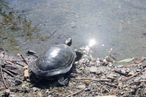 A painted turtle taken to the Metchosin-based BC SPCA Wild Animal Rehabilitation Centre is released to the wild.