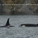 Southern resident whale J42 (right) was seen swimming without her newborn calf J64 on Oct. 23. (Courtesy of Center for Whale Research)