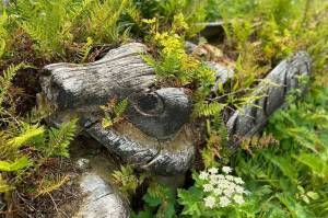 A carved totem fades into the vegetation at Yuquot on the western edge of B.C.’s Nootka Sound. (John McKinley file)