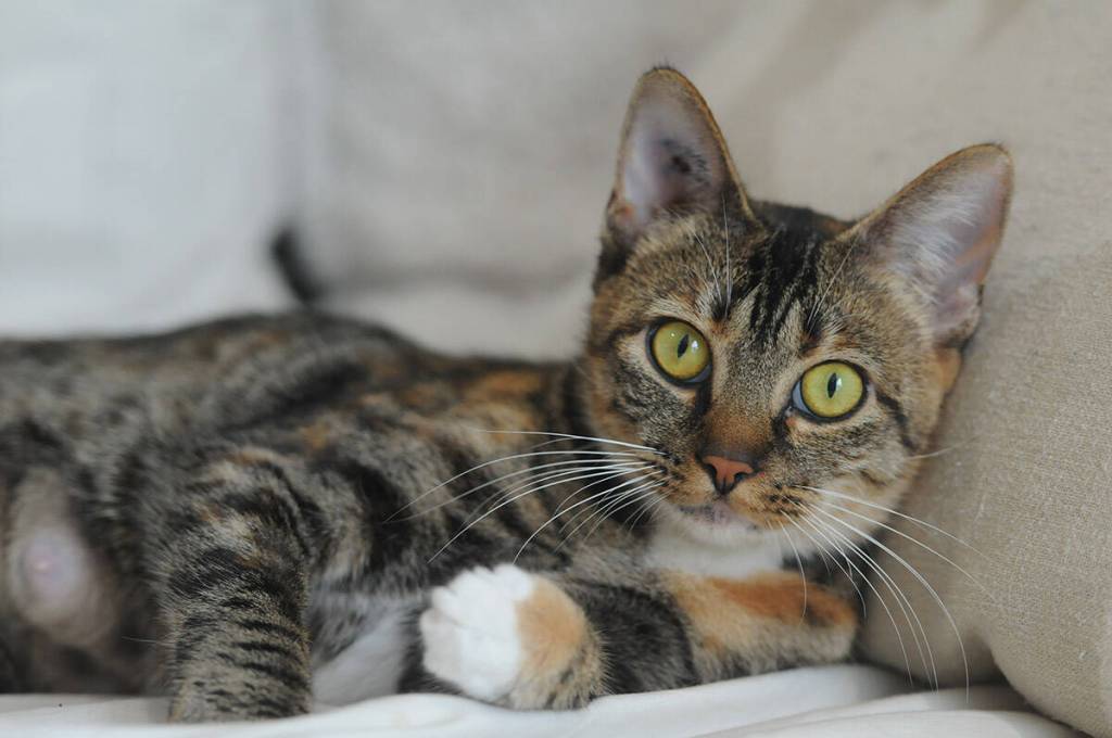 Fostering an animal is a great way to test out if a pet is a purrfect fit for you. (Jenna Hauck/ Chilliwack Progress)
