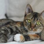 Fostering an animal is a great way to test out if a pet is a purrfect fit for you. (Jenna Hauck/ Chilliwack Progress)