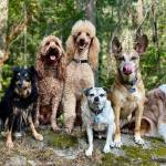 Local dog walkers and organizations like ElderDog Canada can help ease the burden of caring for a pet on your own.	(Courtesy of Bailey Cote)