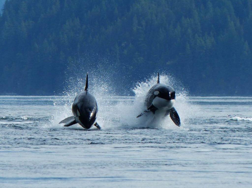 Orcas as seen on an Aboriginal Journeys tour. (Courtesy Aboriginal Journeys)