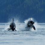 Orcas as seen on an Aboriginal Journeys tour. (Courtesy Aboriginal Journeys)