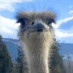 Hundreds of ostriches at an Edgewood farm are awaiting an appeal to see if they need to be killed.
