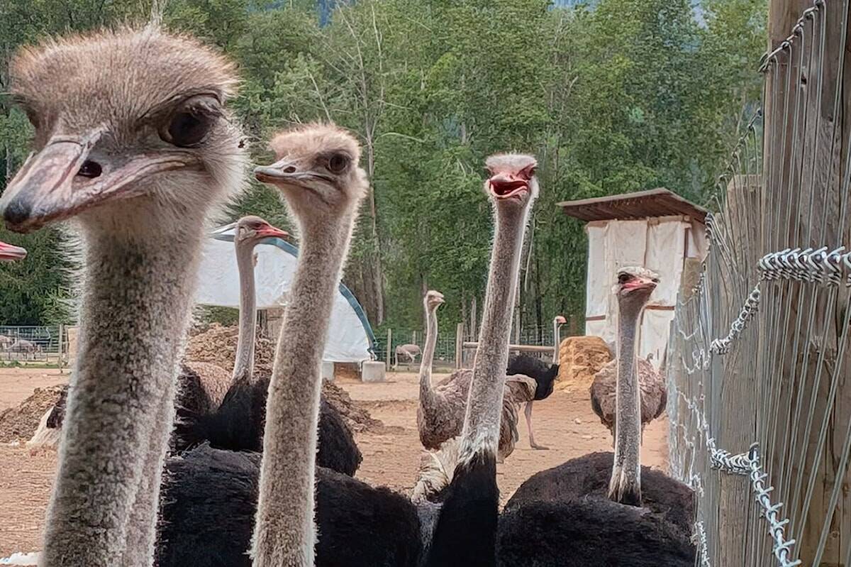 web1_250605-vms-ostrich