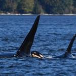 Researchers from SeaDoc Society and San Diego Zoo Wildlife Alliance spotted new southern resident calf J64 travelling among the J16s, Sept. 18. (SeaDoc Society/Facebook)