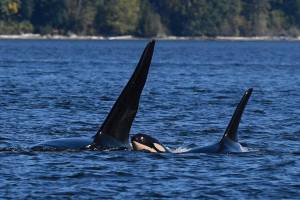Researchers from SeaDoc Society and San Diego Zoo Wildlife Alliance spotted new southern resident calf J64 travelling among the J16s, Sept. 18. (SeaDoc Society/Facebook)