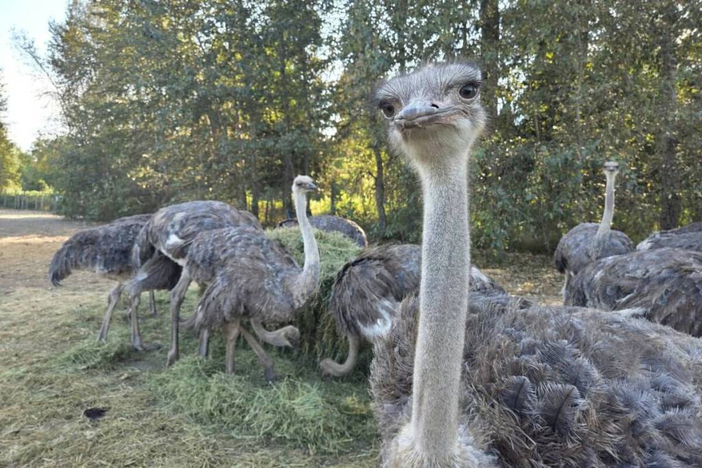 The birds at Universal Ostrich Farm.