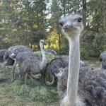 The birds at Universal Ostrich Farm.