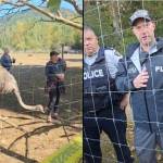 RCMP and CFIA on scene at Universal Ostrich Farm in Edgewood Tuesday, Sept. 23 speaking with owners.