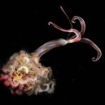 A picture of an Osedax, also known as the zombie worm. (Adisha Pramod/Alamy)