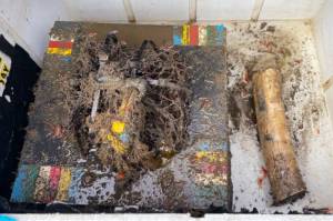 Whale bone experiment recovered from Barkley Canyon in 2023. (Ocean Networks Canada)
