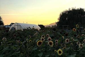 This greenhouse owned by Charnwood Flowers of Chilliwack was made possible with funding from a business accelerator program for new farm operations. (Charnwood Flowers)