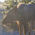 A bull moose calf enjoys the morning air on Shaunna McAllister’s property. (Shaunna McAllister photo)