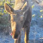 A bull moose calf licks his lips on Monday, Oct. 27 on Shaunna McAllister’s property near Chasm. (Shaunna McAllister photo)