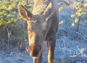 A bull moose calf licks his lips on Monday, Oct. 27 on Shaunna McAllister’s property near Chasm. (Shaunna McAllister photo)