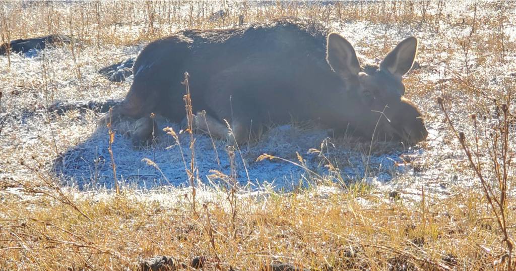 A bull moose calf enjoys the morning air on Shaunna McAllister’s property. (Shaunna McAllister photo)