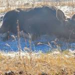 A bull moose calf enjoys the morning air on Shaunna McAllister’s property. (Shaunna McAllister photo)