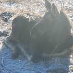 A bull moose calf enjoys the morning air on Shaunna McAllister’s property. (Shaunna McAllister photo)