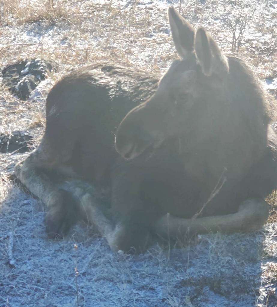 A bull moose calf enjoys the morning air on Shaunna McAllister’s property. (Shaunna McAllister photo)
