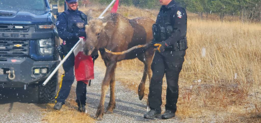 A bull moose calf is guided away from Shaunna McAllister’s property by a BC Conservation Officer and Clinton RCMP Officer on Monday, Oct. 27. (Shaunna McAllister photo)