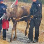 A bull moose calf is guided away from Shaunna McAllister’s property by a BC Conservation Officer and Clinton RCMP Officer on Monday, Oct. 27. (Shaunna McAllister photo)
