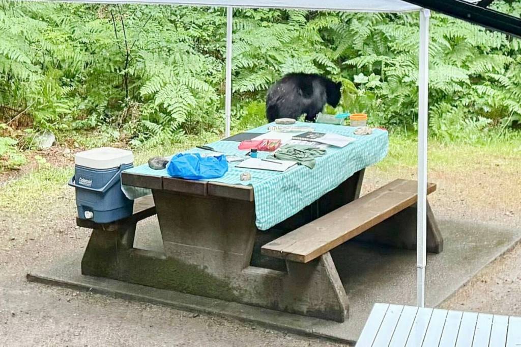A black bear at a campsite in Golden Ears Provincial Park in British Columbia. (Black Press file photo)