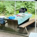 A black bear at a campsite in Golden Ears Provincial Park in British Columbia. (Black Press file photo)