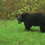 A remote wildlife camera caught this black bear eating grass in the Pacific Rim National Park Reserve. (Photo submitted by Parks Canada)