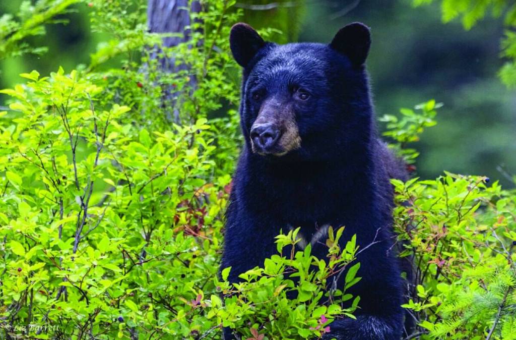 Bear conflicts and aggressive behaviour are possible. At this time of year, bears are preparing to hibernate. (Black Press file photo)