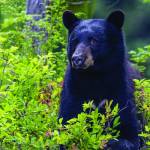 Bear conflicts and aggressive behaviour are possible. At this time of year, bears are preparing to hibernate. (Black Press file photo)