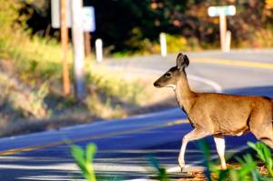 Drivers should be vigilant in looking for wildlife – often more active at dawn and dusk.