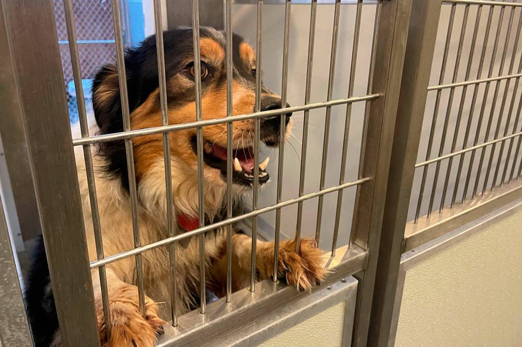 There are plenty of loveable pets at local shelters that need a new home. (Matthew Nash)