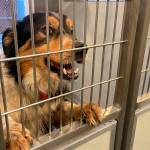 There are plenty of loveable pets at local shelters that need a new home. (Matthew Nash)