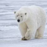 Do you know which Canadian community bills itself as the Polar Bear Capital of the World? (Alan Wilson/Wikimedia Commons photo)