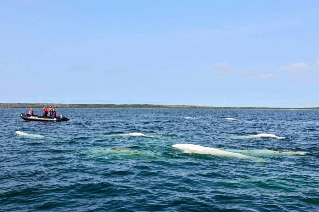 Beluga watching in Churchill, Manitoba.