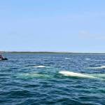 Beluga watching in Churchill, Manitoba.