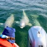 Beluga watching in Churchill, Manitoba.