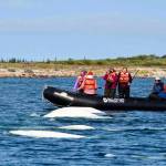 Belugas have at least 36 distinct types of calls - many of which can be heard while whale watching.