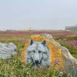 A painted wolf peers through the fields.