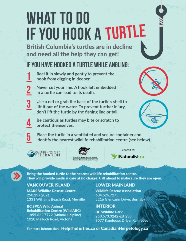 How to respond once you hook a turtle.