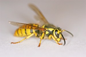 Yellowjacket wasp.