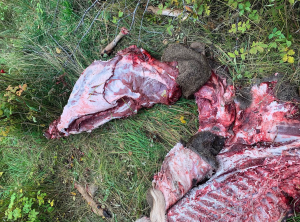 Remains of a young mule deer buck discovered near Short Road south of Burns Lake. This image, shared on social media, sparked an investigation by the B.C. Conservation Officer Service. Officers suspect the animal was shot illegally in late September or early October and partially butchered before being abandoned.