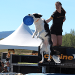 The Canine Stars returned with their dog show.