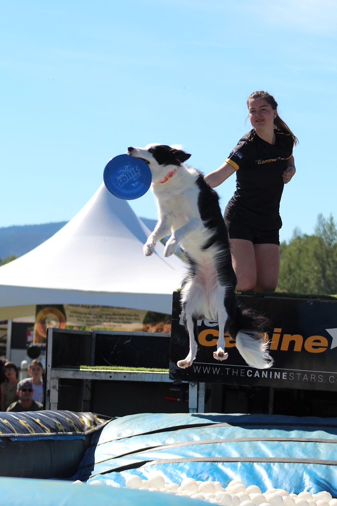The Canine Stars returned with their dog show.