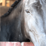 At the horse stables on the fair grounds at the 106th BVX in Smithers on Aug. 23