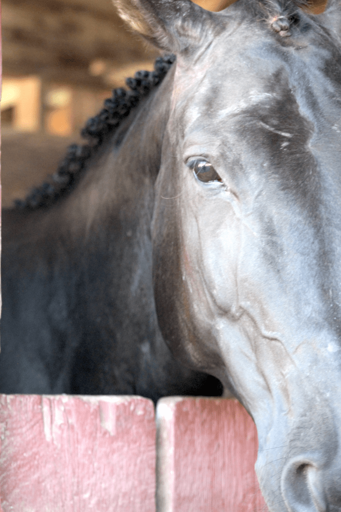At the horse stables on the fair grounds at the 106th BVX in Smithers on Aug. 23