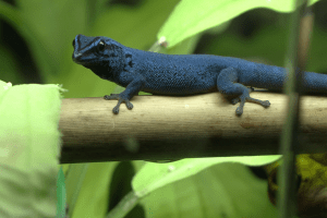 A lydogactylus williamsi in the care of Okanagan Days.